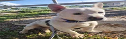 Meticcio cani in regalo: Fischietto un cagnolino speciale  - Annuncio 4