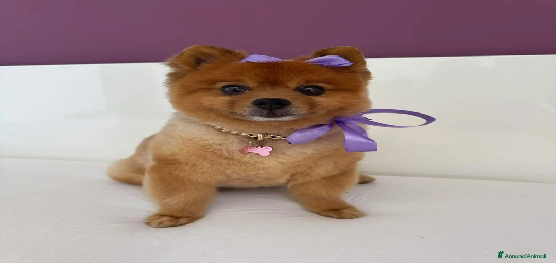 Immagine della galleria {{count}}