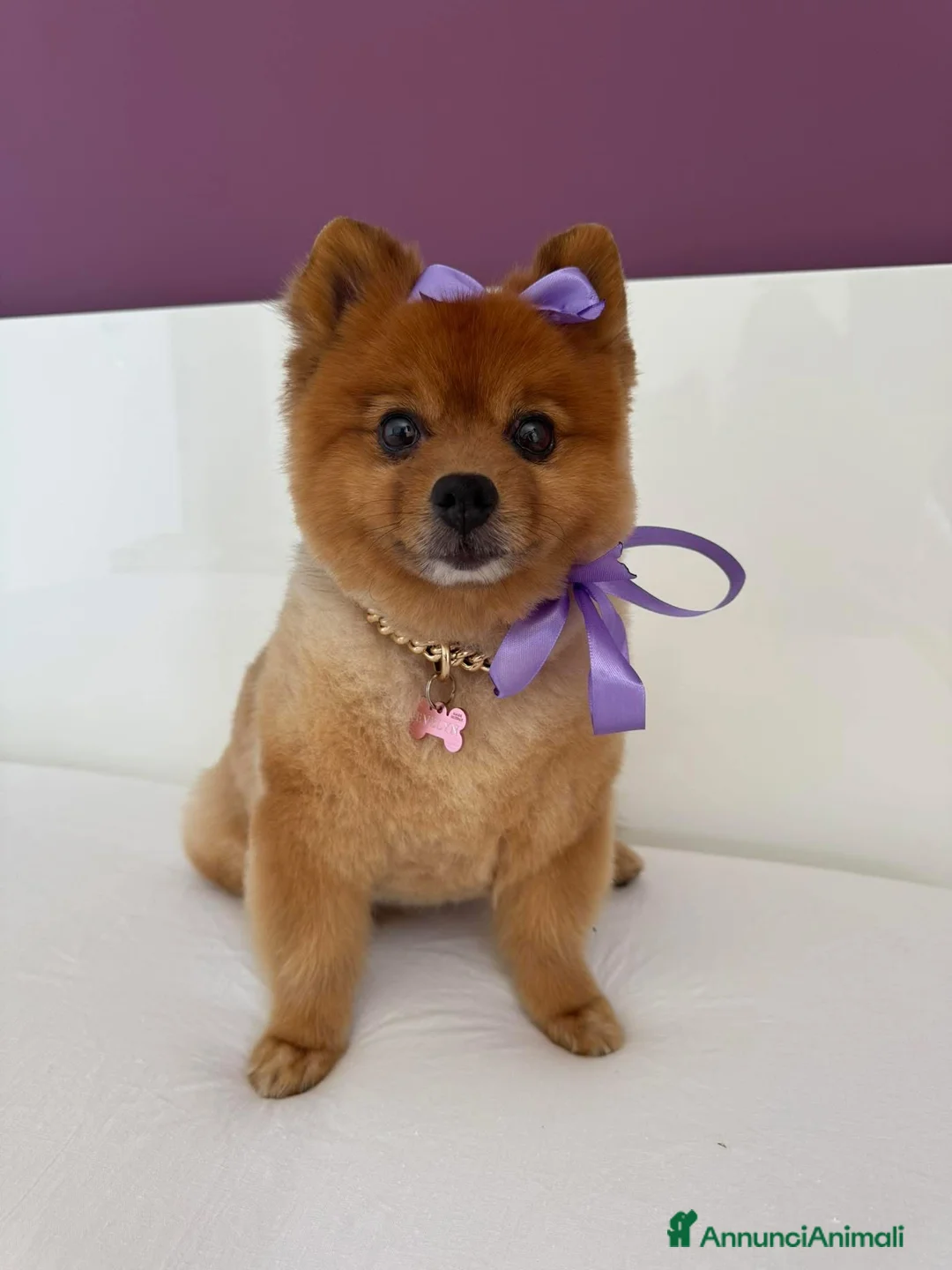 Immagine della galleria {{count}}