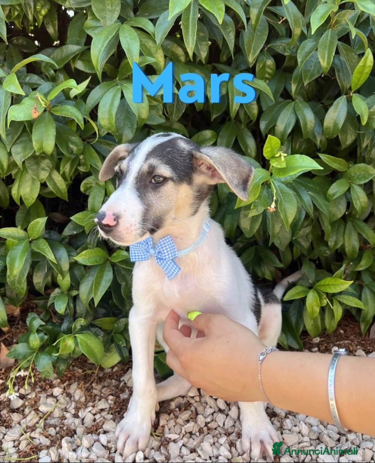 Meticcio cani Mars bellissimo cucciolo tricolore  - Annuncio 24