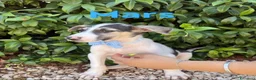 Meticcio cani in regalo: Mars bellissimo cucciolo tricolore  - Annuncio 1