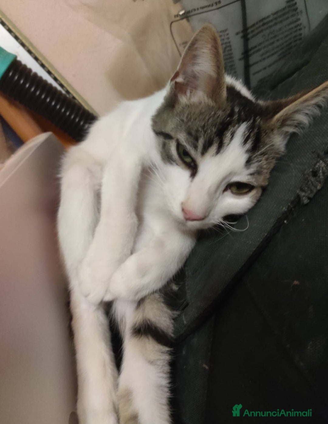 Europeo gatti in regalo: PACO, adorabile gattino da adottare! - Annuncio 5