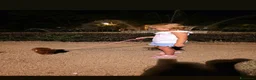 Barboncino Toy cani in vendita: Barboncino asiatico  - Annuncio 4