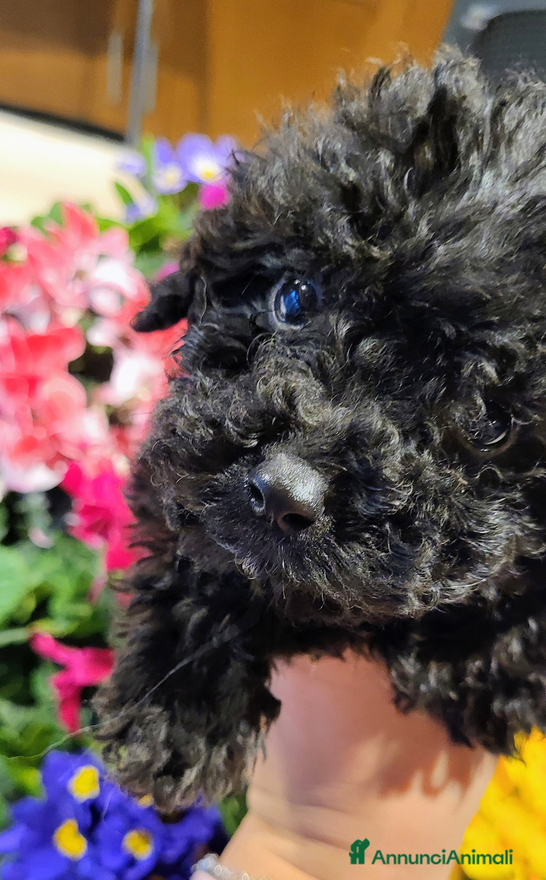 Barboncino cani Barboncino cucciolo - Annuncio 2