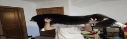 Maine Coon gatti in vendita: Vendo cuccio Maine Coon senza pedigree - Annuncio 3