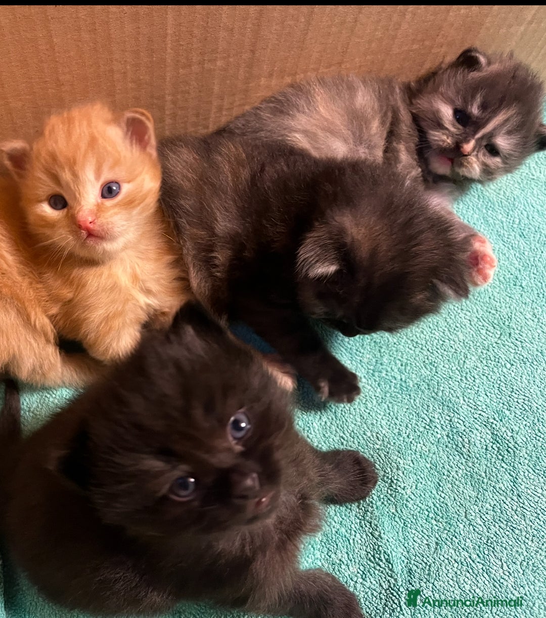 Siberiano gatti in vendita: Gattini siberiani  - Annuncio 15