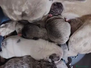 Bulldog Francese cani Bulldog francese cuccioli - Annuncio 34