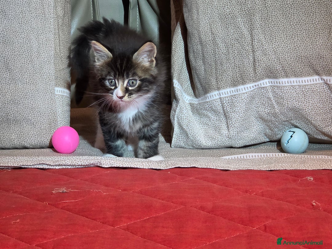 Maine Coon gatti in vendita: Vendo Cuccioli di Maine Coon - Annuncio 23