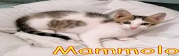 Europeo gatti in regalo: MAMMOLO E PISOLO DOLCISSIMI GATTINI - Annuncio 2