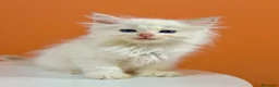 Ragdoll gatti in vendita: cuccioli ragdoll disponibili - Annuncio 8