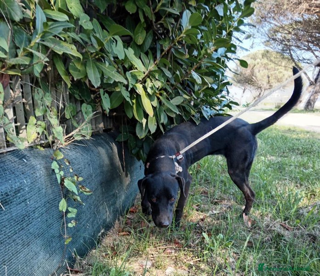 Labrador cani in regalo: Trump, simil labrador strepitoso nero a Provincia di Latina - Immagine 2