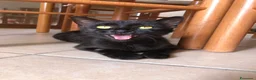 Altre razze gatti in regalo: Urgente 🚨 MARTA CERCA CASA 🏡 - Annuncio 2