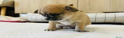 Chihuahua cani in vendita: Chihuahua cuccioli  a Provincia di Chieti - Annuncio 6