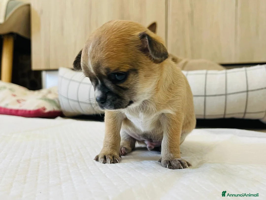 Chihuahua cani in vendita: Chihuahua cuccioli  a Provincia di Chieti - Annuncio 6