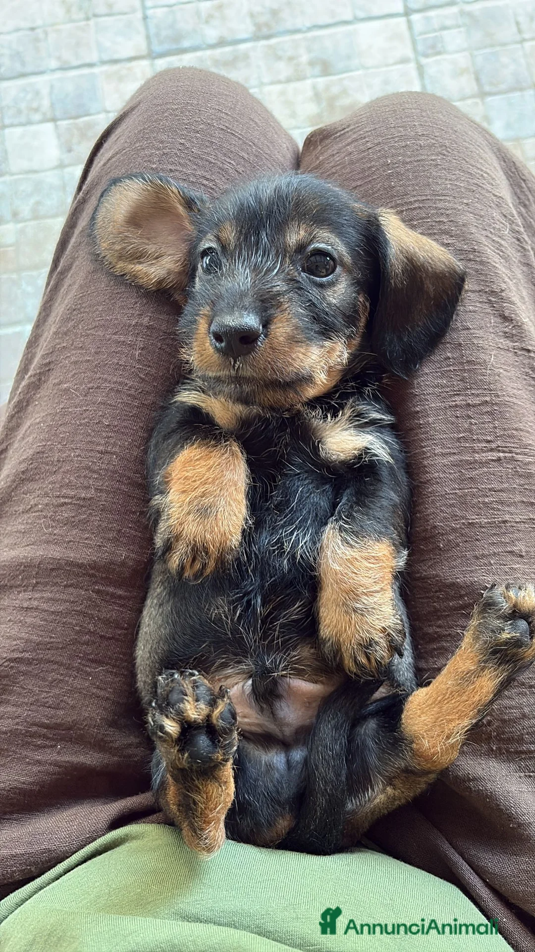 Bassotto cani in vendita: Cuccioli di bassotto a pelo duro - Annuncio 2