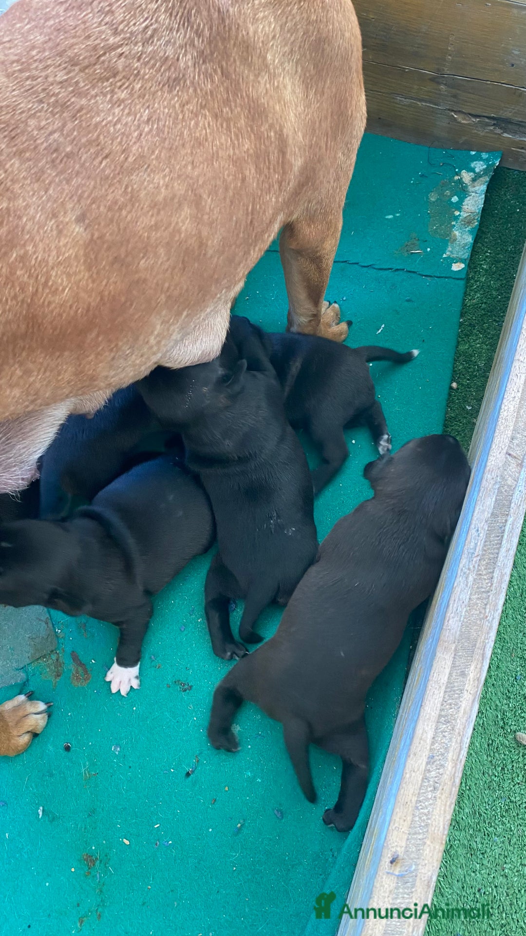 Staffordshire cani in vendita: Cuccioli di Staffordshire Bull Terrier a Città Metropolitana di Cagliari - Immagine 8
