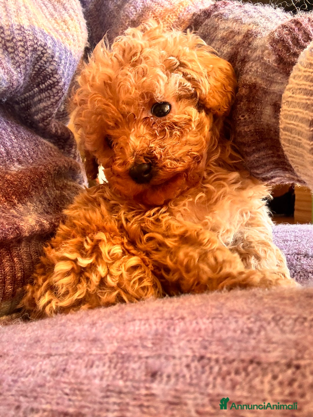 Barboncino Toy cani in vendita: Barboncino Toy  - Annuncio 5