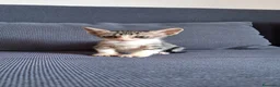 Europeo gatti in regalo: Cosmo micino in miniatura cerca casa - Annuncio 5
