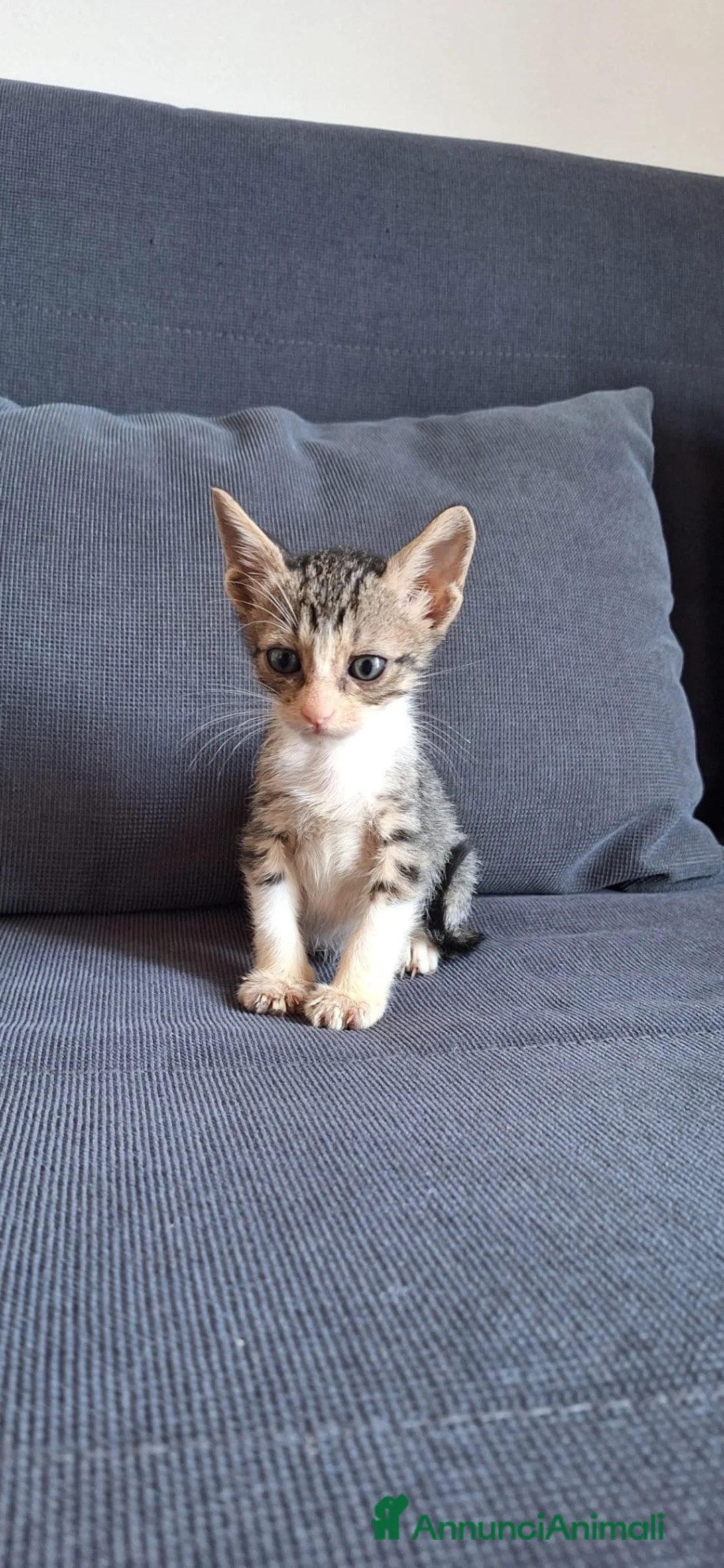 Europeo gatti in regalo: Cosmo micino in miniatura cerca casa - Annuncio 5