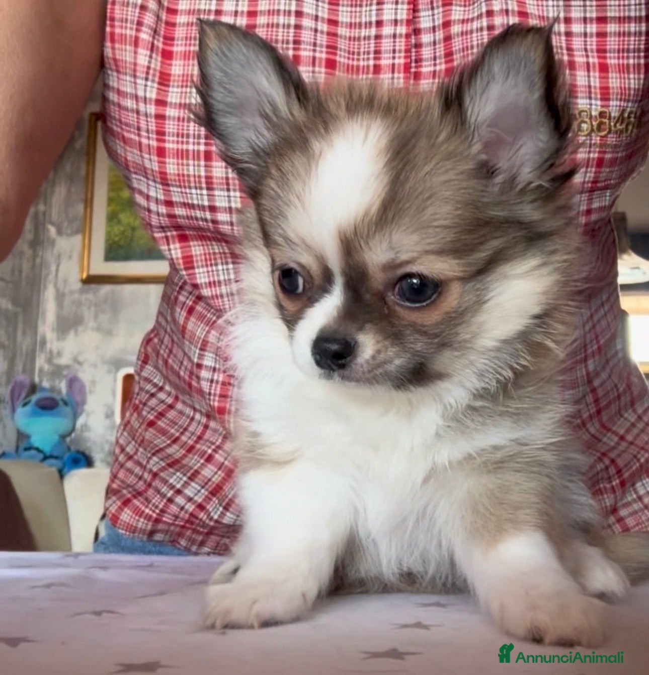 Chihuahua cani cuccioli maschi pelo lungo con pedigree ENCI/FCI - Annuncio 8