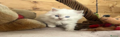 Ragdoll Gattino 3