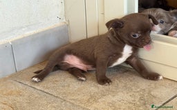 Chihuahua cani in vendita: Cuccioli di chihuahua  a Città metropolitana di Milano - Immagine 4