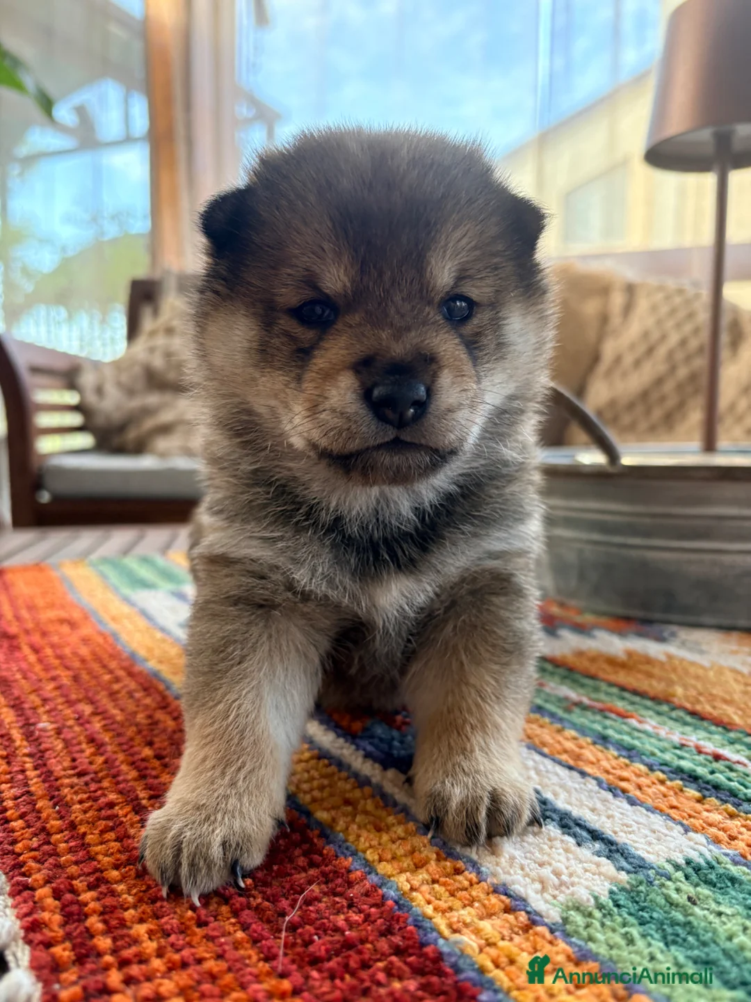 Shiba Inu cani in vendita: Shiba inu sesamo - Annuncio 1