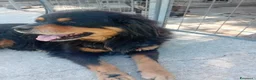 Bovaro del Bernese cani in regalo: Bernardo, dolcissimo bovaro cerca adozione - Annuncio 2