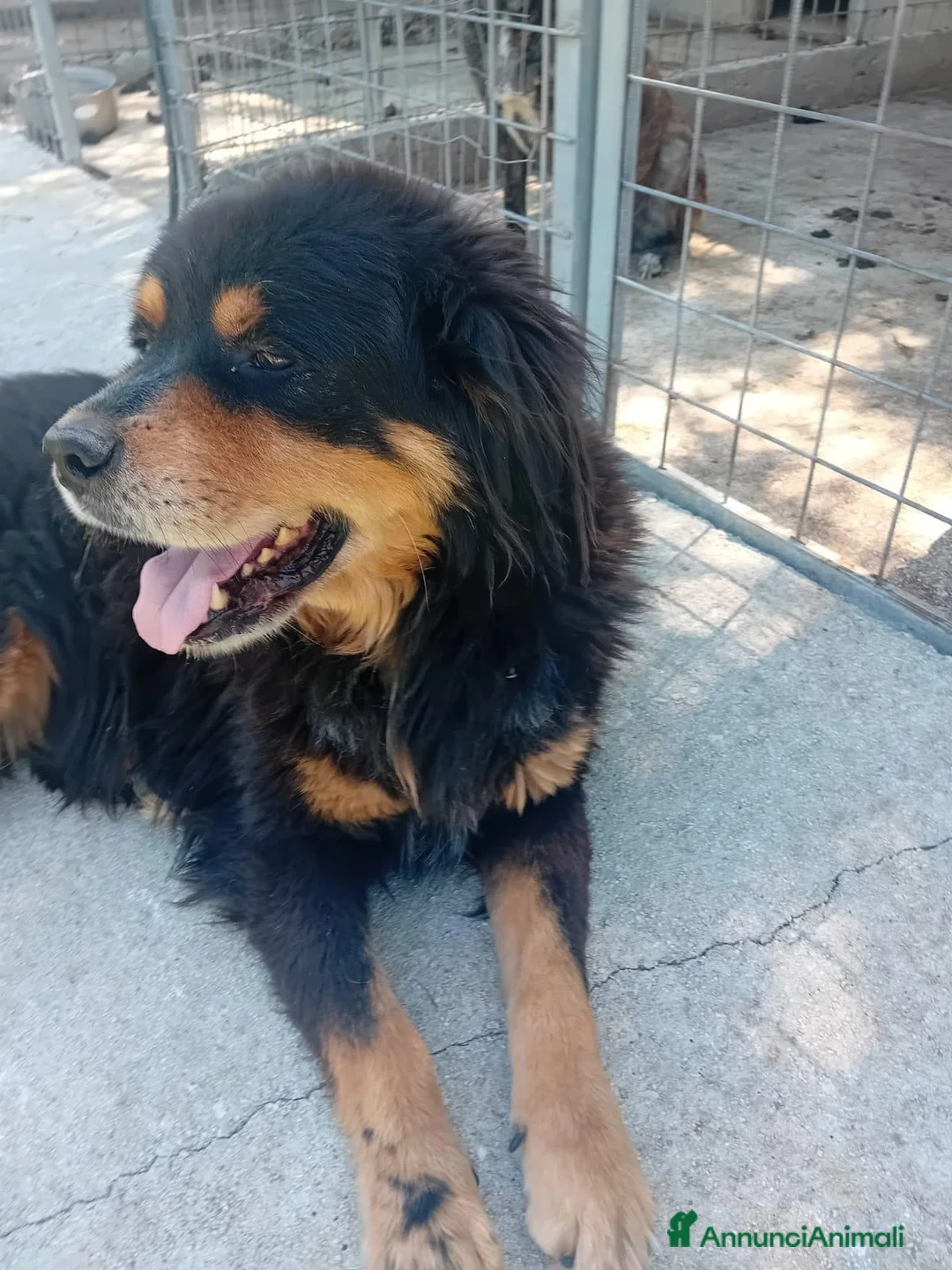 Bovaro del Bernese cani in regalo: Bernardo, dolcissimo bovaro cerca adozione - Annuncio 2