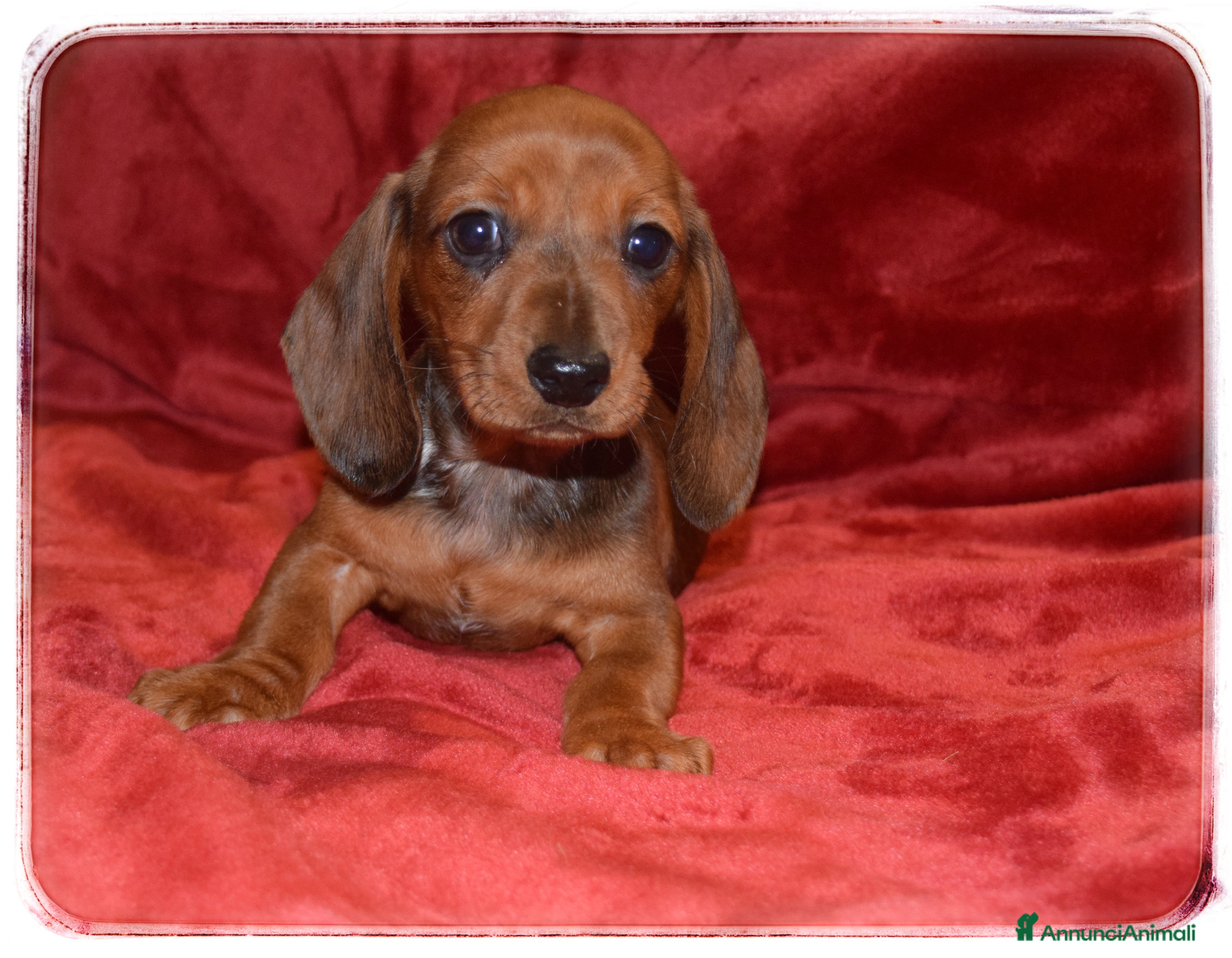 Bassotto cani Bassotti pelo corto  - Annuncio 3