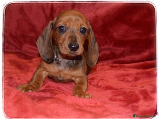 Bassotto cani Bassotti pelo corto - Annuncio 20