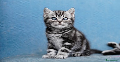 British gatti a Provincia di Como - Annuncio 3