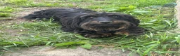 Meticcio cani in regalo: AFRA, baffona simpaticissima! TG PICCOLA! - Annuncio 3