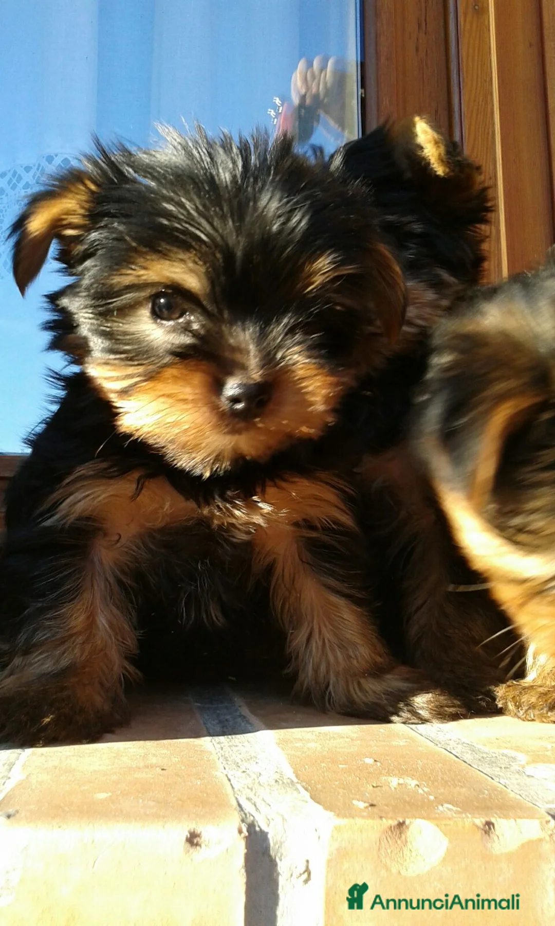 Yorkshire cani in vendita: YORKSHIRE TERRIER  - Annuncio 1