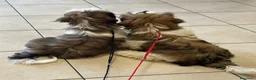 Shih Tzu cani in vendita: Cuccioli di Shih Tzu - Annuncio 4