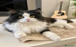 Siberiano gatti per accoppiamento: Stallone siberiano a Provincia di Padova - Immagine 4