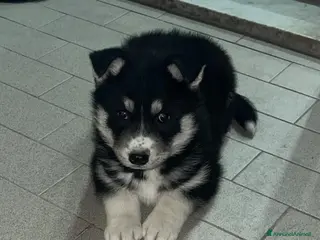 Husky cani 2 Husky cuccioli maschi. - Annuncio 1