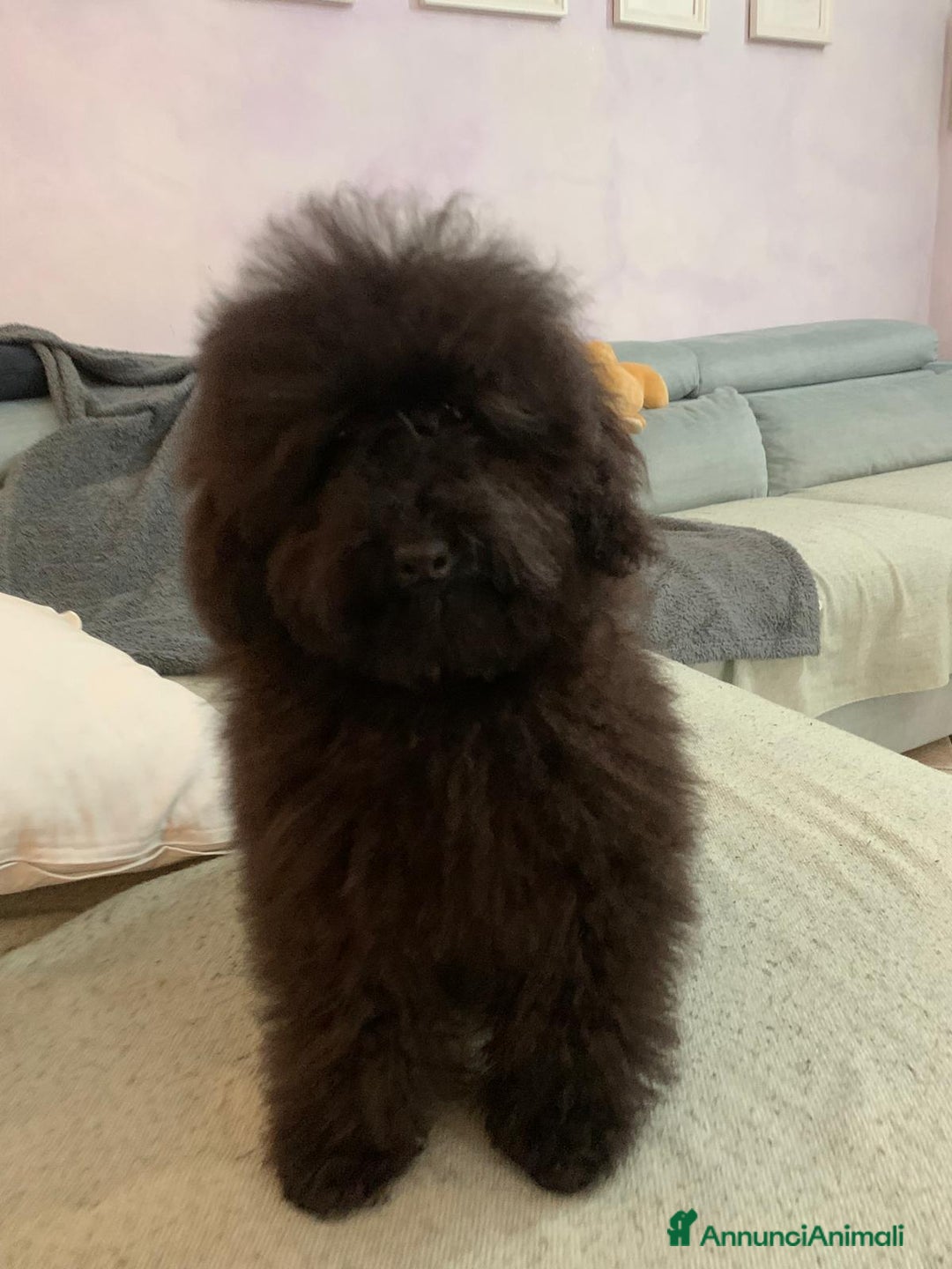 Barboncino cani in vendita: Barboncini neri e bianchi con Pedigree  a Vercelli - Annuncio 18