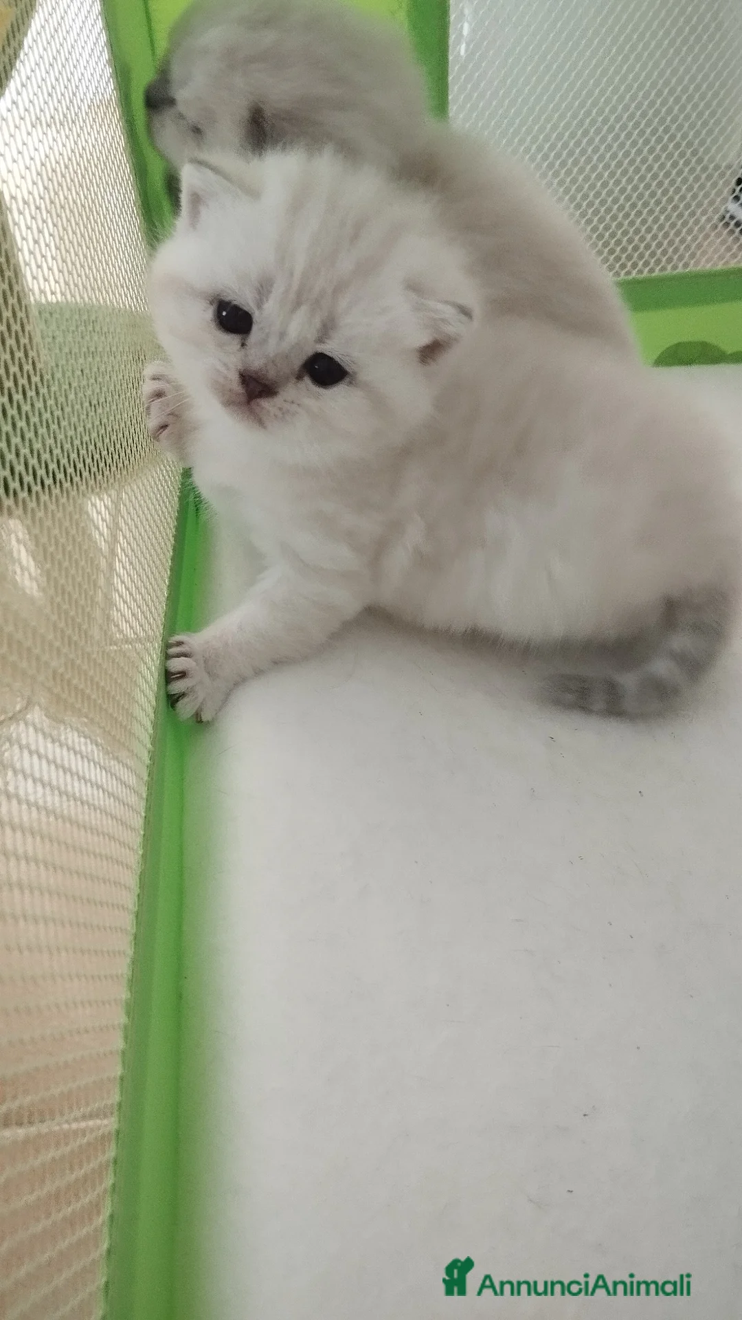 Scottish gatti in vendita: Cuccioli scottish fold e straight - Annuncio 2