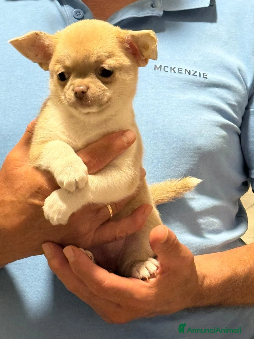 Chihuahua cani in vendita: chihuahua  a Città metropolitana di Milano - Annuncio 1