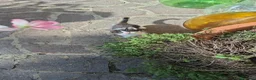 Altre razze gatti in regalo: 2 bellissimi gattini !! - Annuncio 8