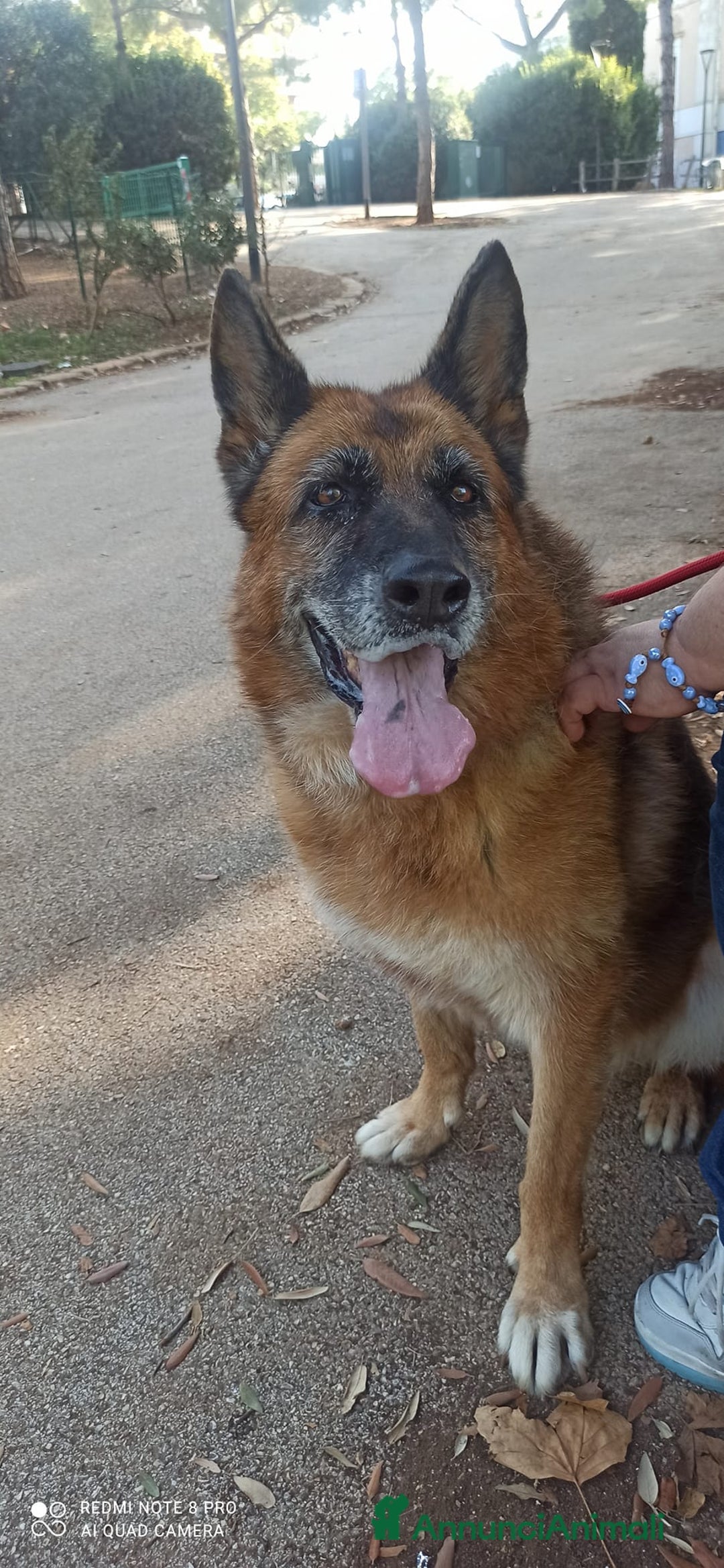 Pastore Tedesco cani in regalo: Cloe, pastore dal cuore grande - Annuncio 5