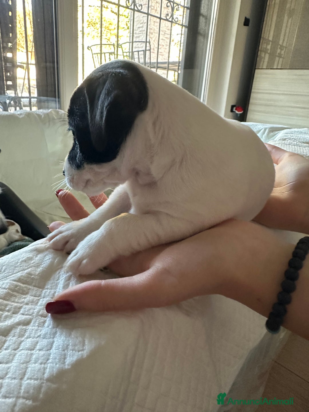 Jack Russell cani in vendita: Femmina Bianca e Nera, rarissima, unica - Annuncio 11