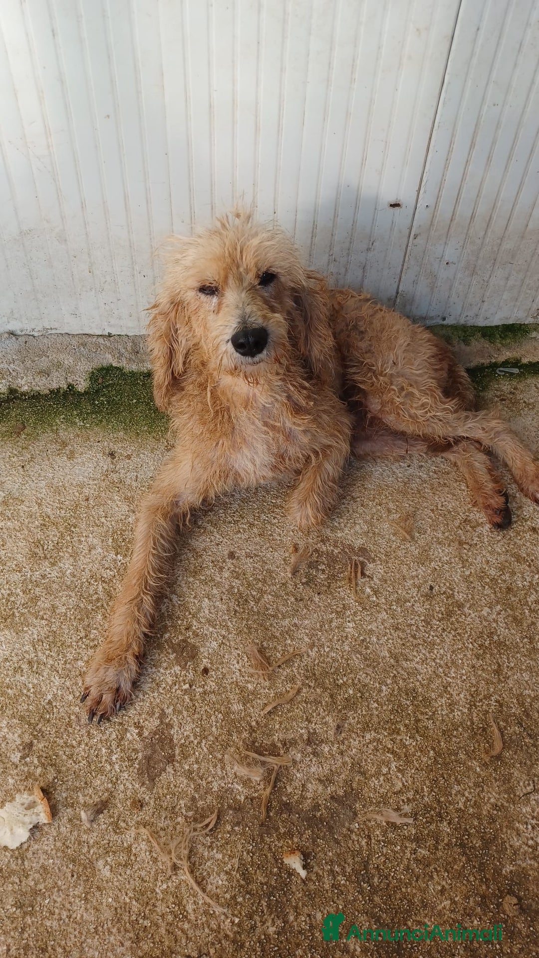 Spinone cani in regalo: IL DOLCE JERRY - Annuncio 3