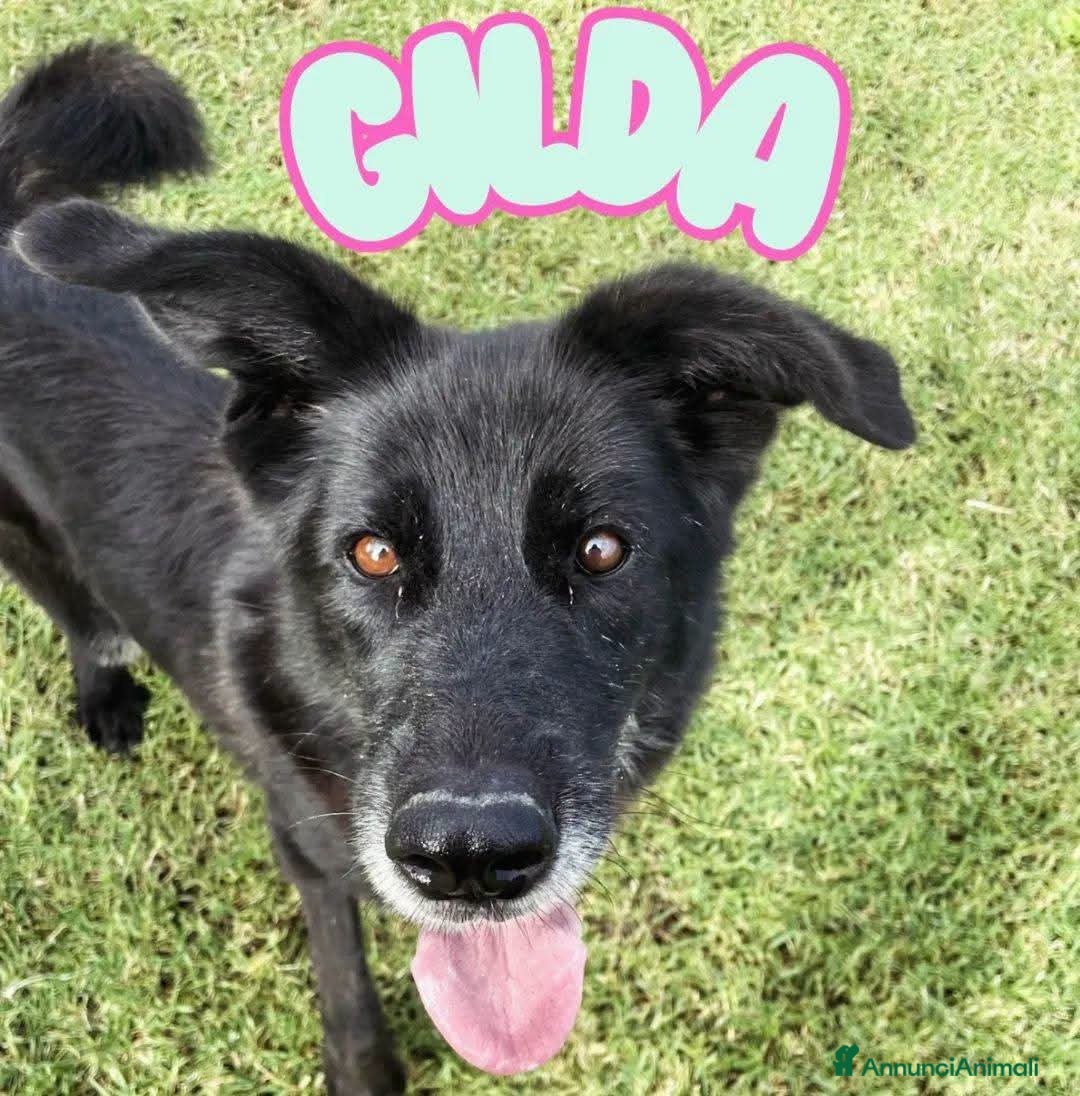Meticcio cani Gilda, oltre il suo manto nero c'è di più💚 - Annuncio 4