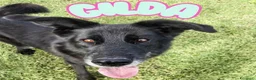 Meticcio cani in regalo: Gilda, oltre il suo manto nero c'è di più💚 - Annuncio 1