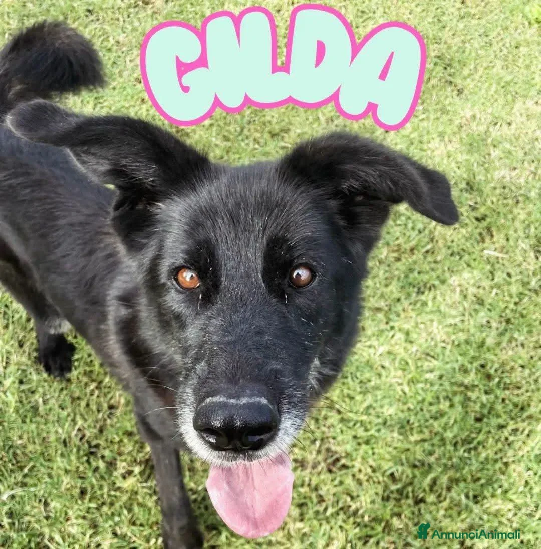 Meticcio cani in regalo: Gilda, oltre il suo manto nero c'è di più💚 - Annuncio 1