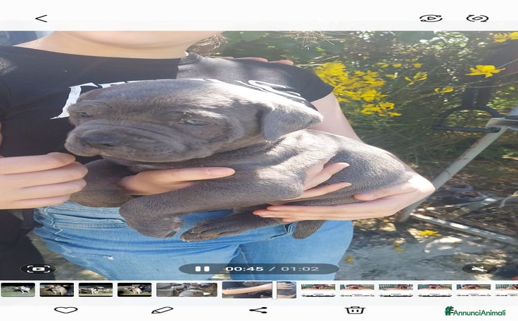 Cane Corso cani a Provincia di Pescara - Annuncio 3