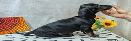 Bassotto cani in vendita: Bassotto tedesco standard pelo corto pedigree ENCI - Annuncio 11