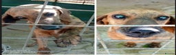 Segugio cani in regalo: Segugio adulto DIVENTATO CIECO IN CANILE!! LAZIO a Città metropolitana di Milano - Annuncio 3